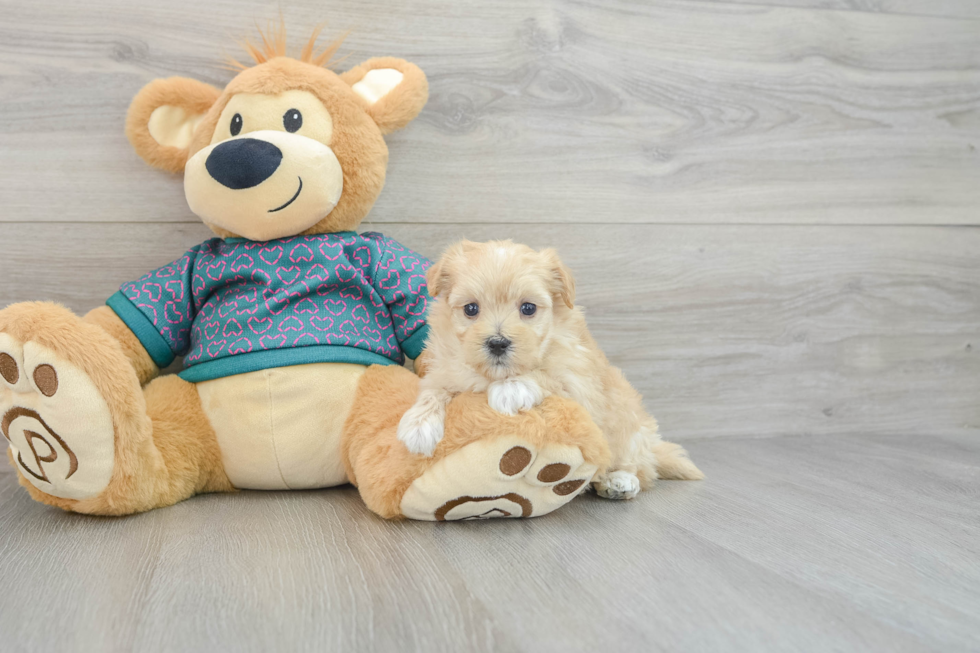 Adorable Multipoo Poodle Mix Puppy