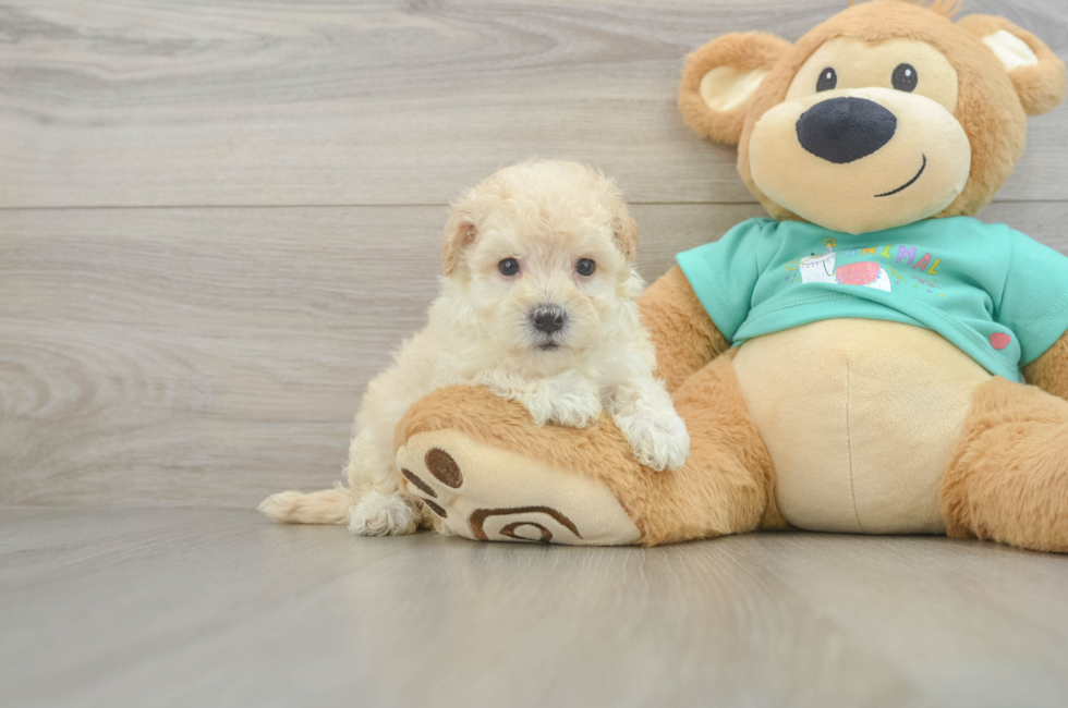 6 week old Maltipoo Puppy For Sale - Simply Southern Pups