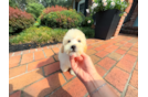 Cute Maltipoo Baby