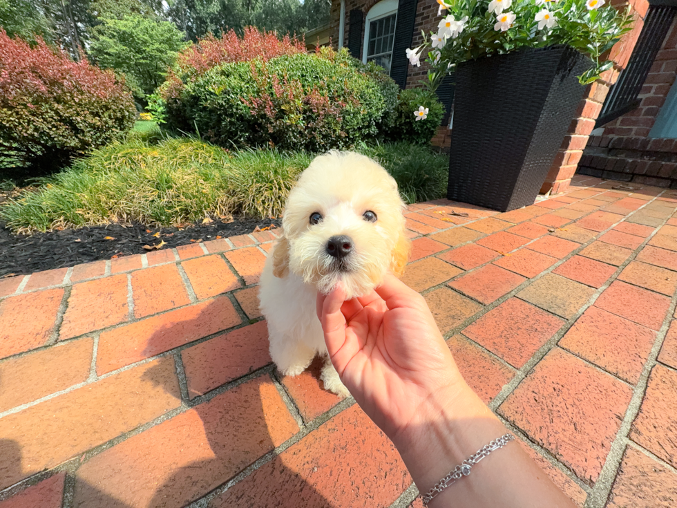 Cute Maltipoo Baby