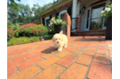 Maltipoo Puppy for Adoption