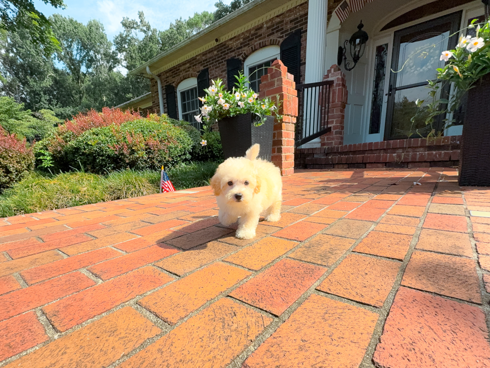 Maltipoo Puppy for Adoption
