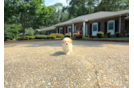Cute Maltipoo Poodle Mix Pup
