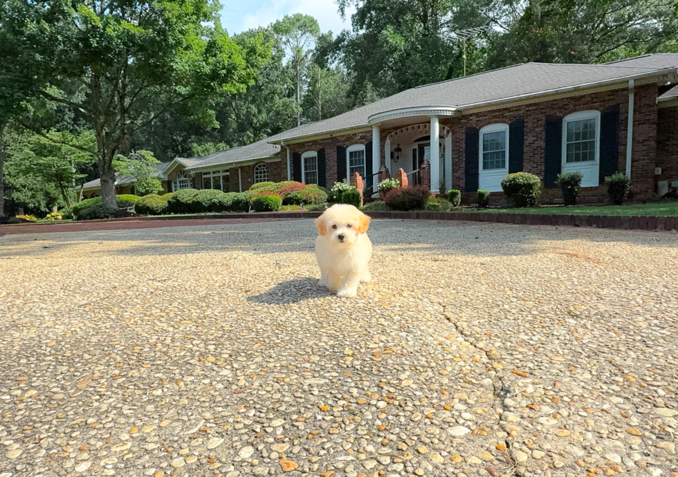 Cute Maltipoo Poodle Mix Pup
