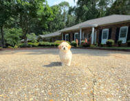 11 week old Maltipoo Puppy For Sale - Simply Southern Pups