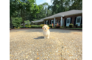 Cute Malt a Poo Poodle Mix Puppy