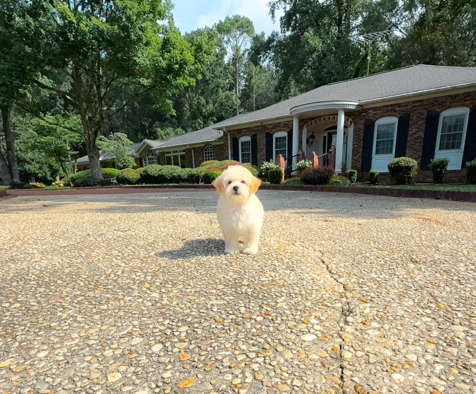 Cute Malt a Poo Poodle Mix Puppy