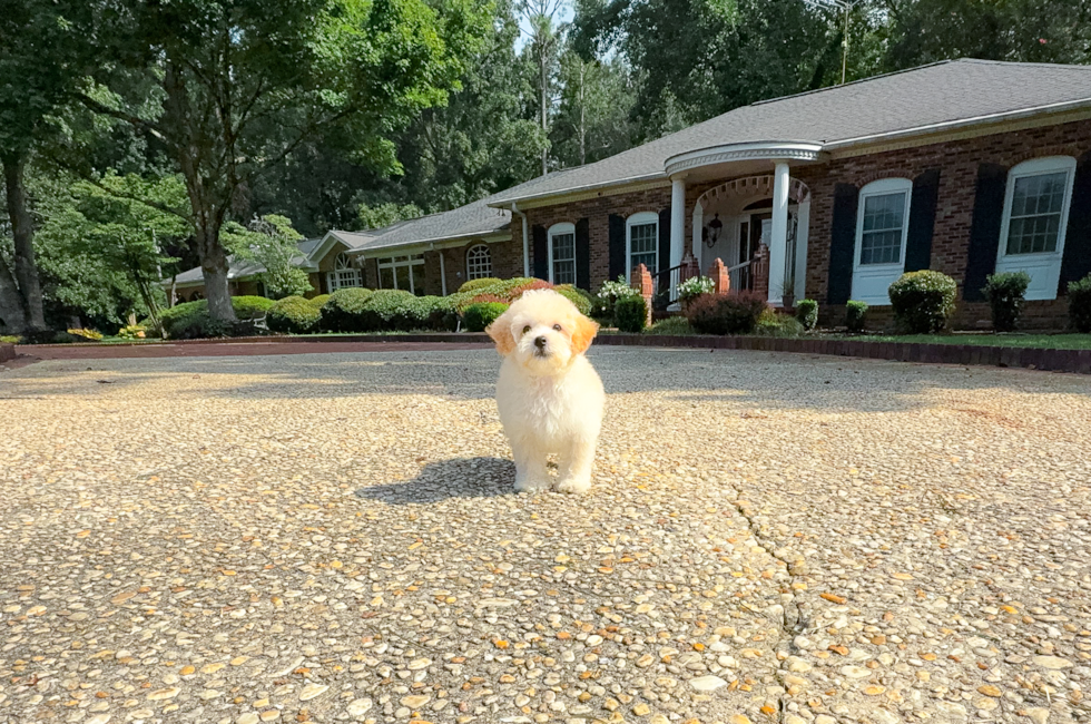 11 week old Maltipoo Puppy For Sale - Simply Southern Pups