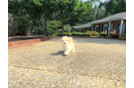 Best Maltipoo Baby
