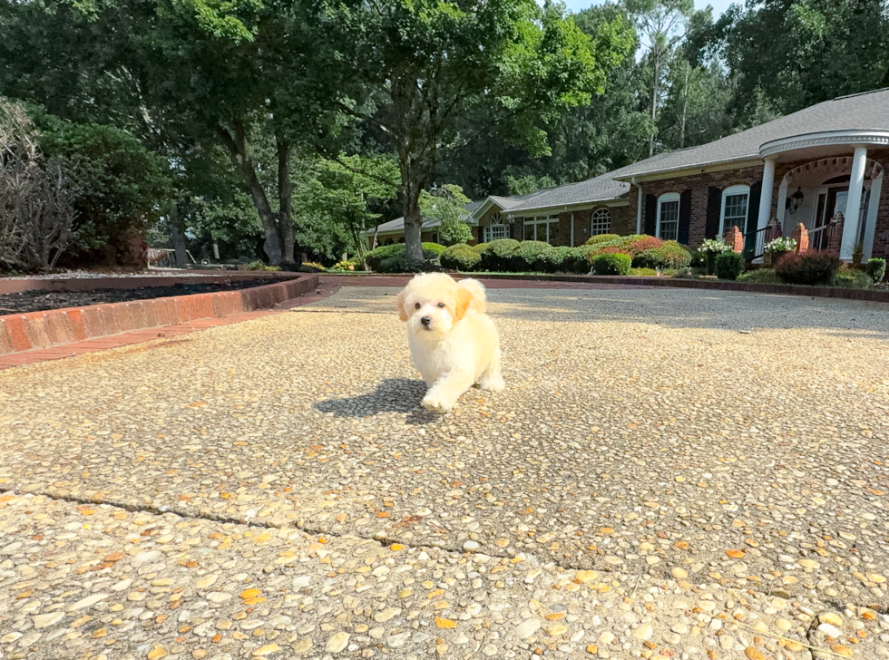 Best Maltipoo Baby