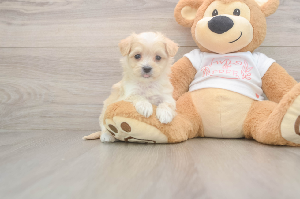 5 week old Maltipoo Puppy For Sale - Simply Southern Pups