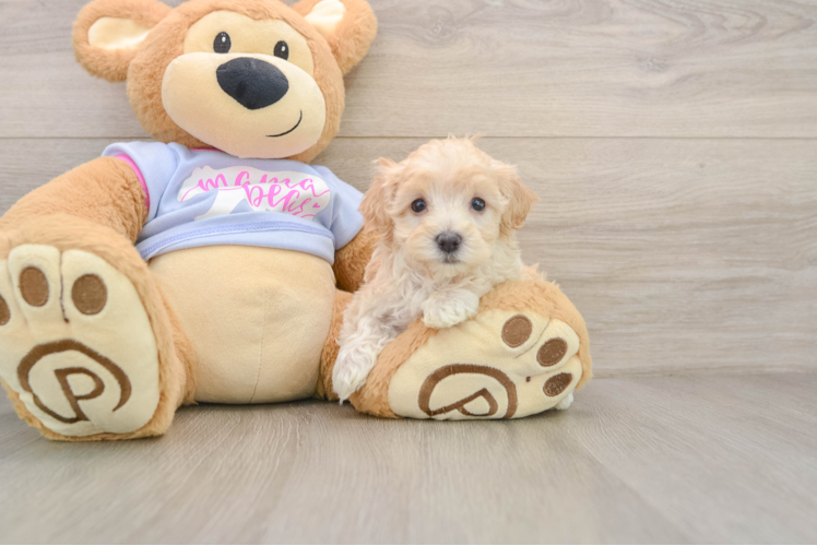 Maltipoo Puppy for Adoption