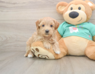 7 week old Maltipoo Puppy For Sale - Simply Southern Pups