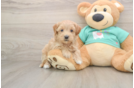 Best Maltipoo Baby