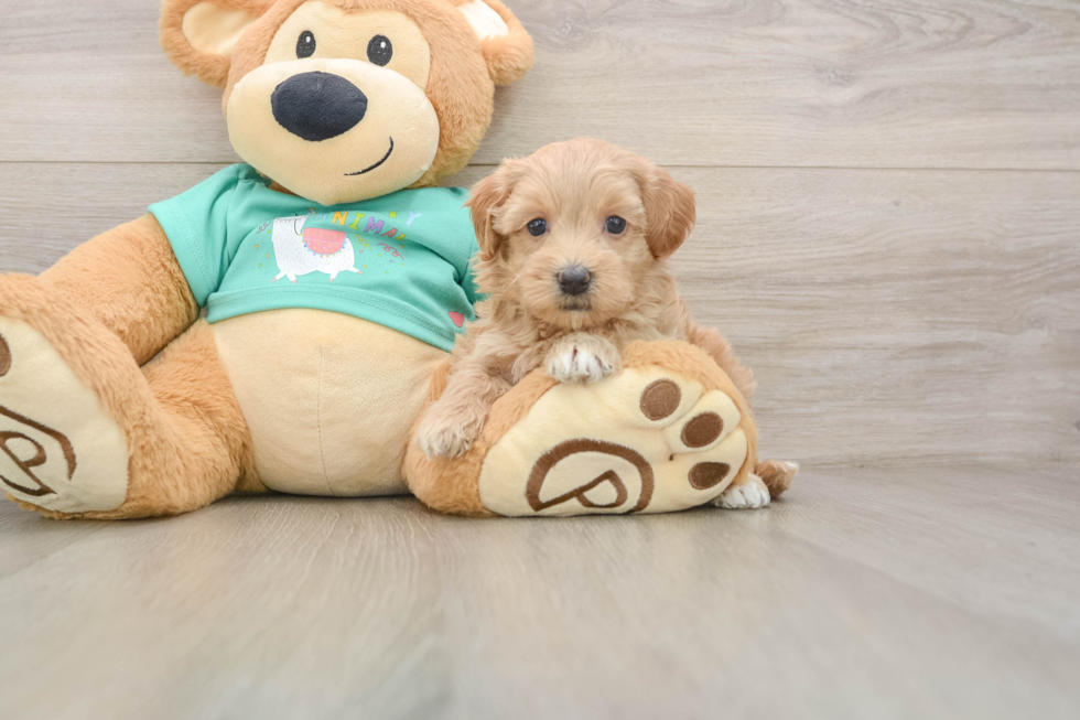 Petite Maltipoo Poodle Mix Pup