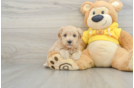 Maltipoo Puppy for Adoption