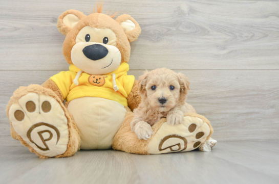 Fluffy Maltipoo Poodle Mix Pup