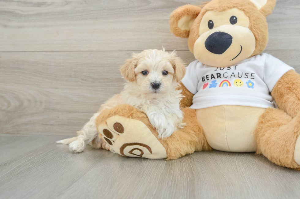 5 week old Maltipoo Puppy For Sale - Simply Southern Pups