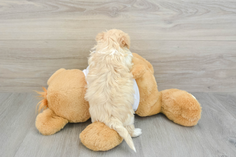 Playful Maltepoo Poodle Mix Puppy