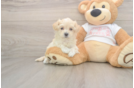 Adorable Maltepoo Poodle Mix Puppy