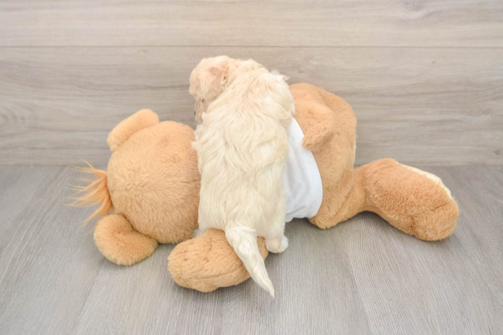 Maltipoo Puppy for Adoption