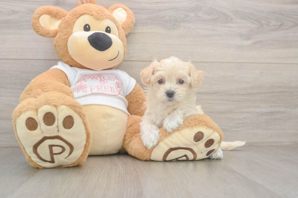 5 week old Maltipoo Puppy For Sale - Simply Southern Pups