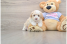 Maltipoo Puppy for Adoption