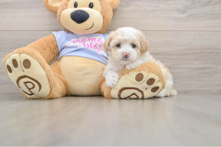 Best Maltipoo Baby