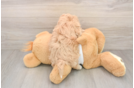 Maltipoo Puppy for Adoption