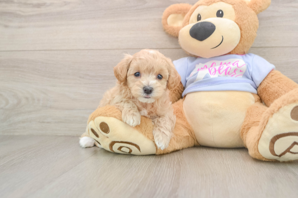 Best Maltipoo Baby