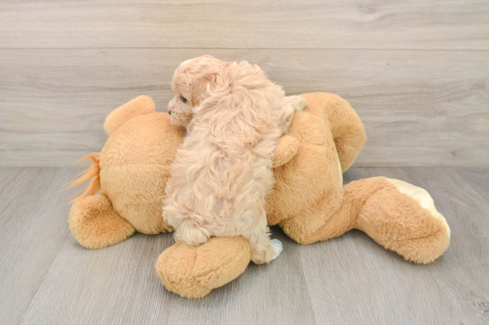 Sweet Maltipoo Baby