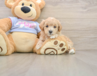 8 week old Maltipoo Puppy For Sale - Simply Southern Pups
