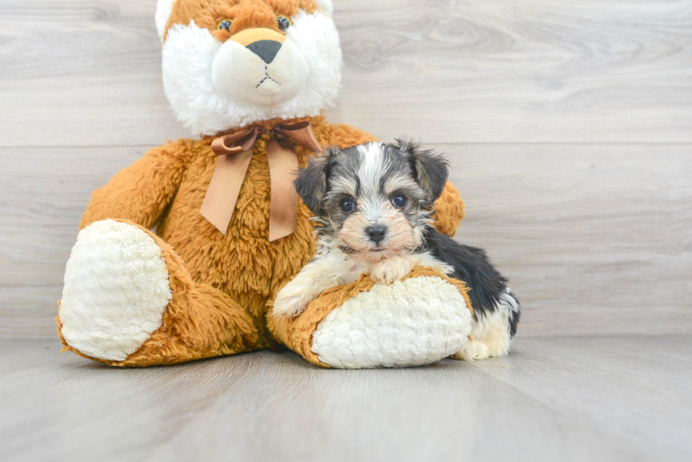 Cute Maltipoo Poodle Mix Pup