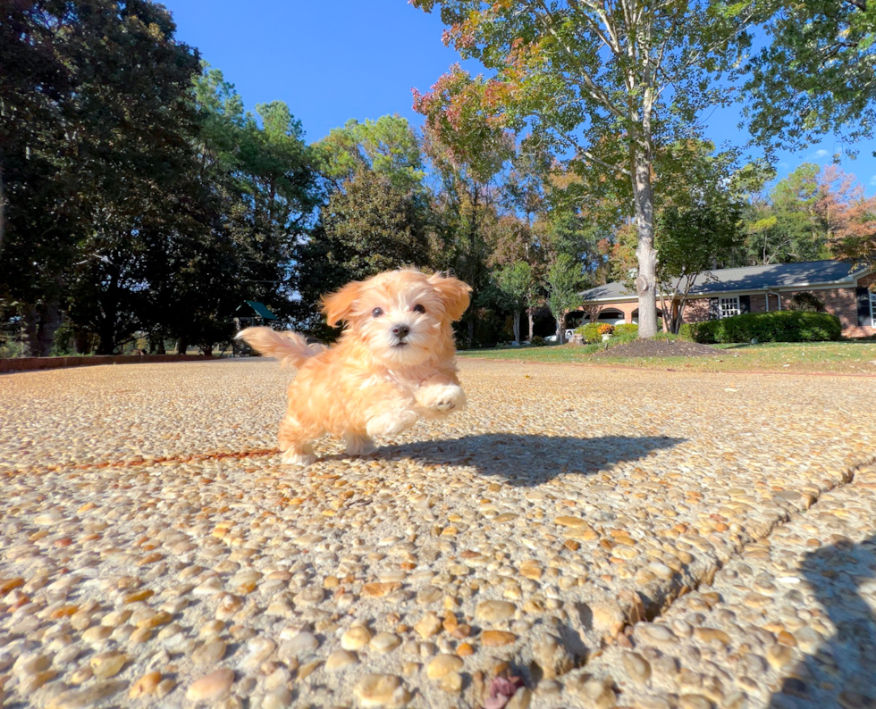 Cute Maltipoo Baby