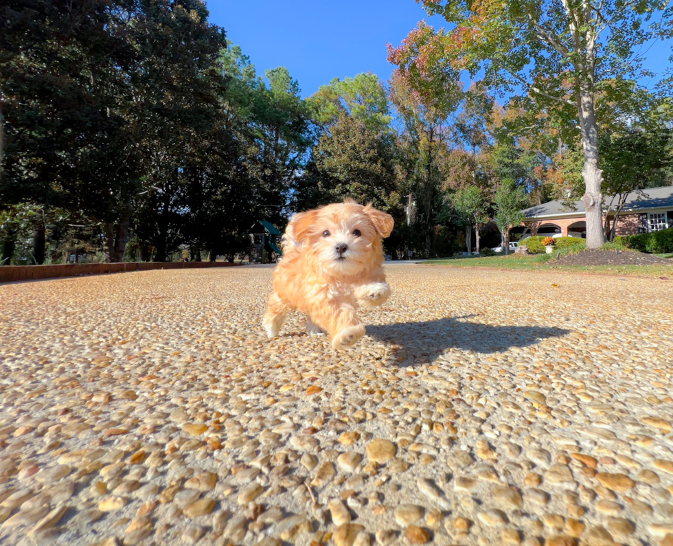 Maltipoo Puppy for Adoption