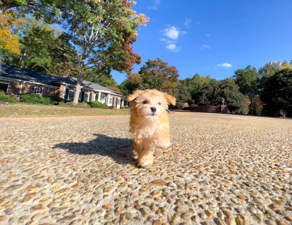 Maltipoo Puppy for Adoption