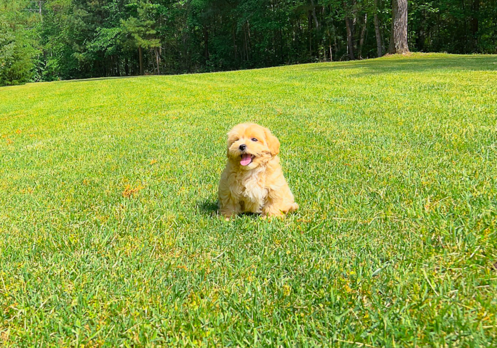 Maltipoo Puppy for Adoption