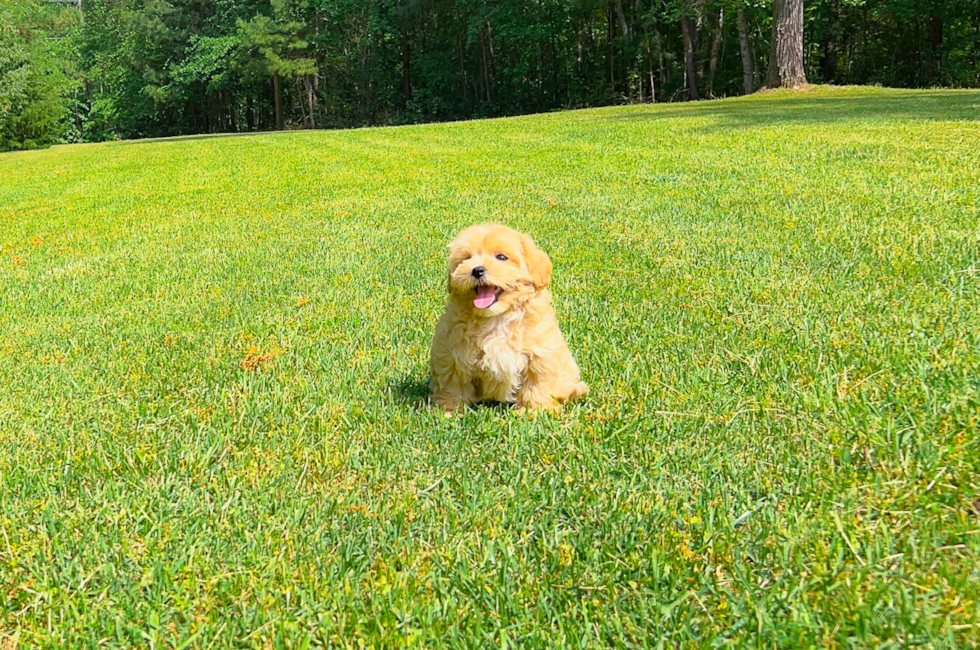 9 week old Maltipoo Puppy For Sale - Simply Southern Pups