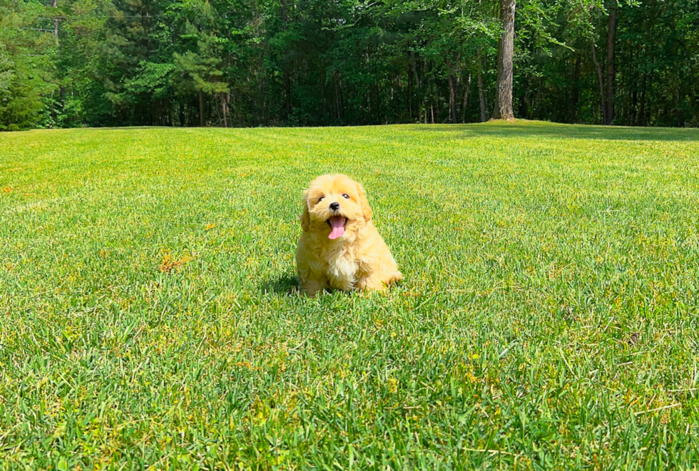 Maltipoo Pup Being Cute