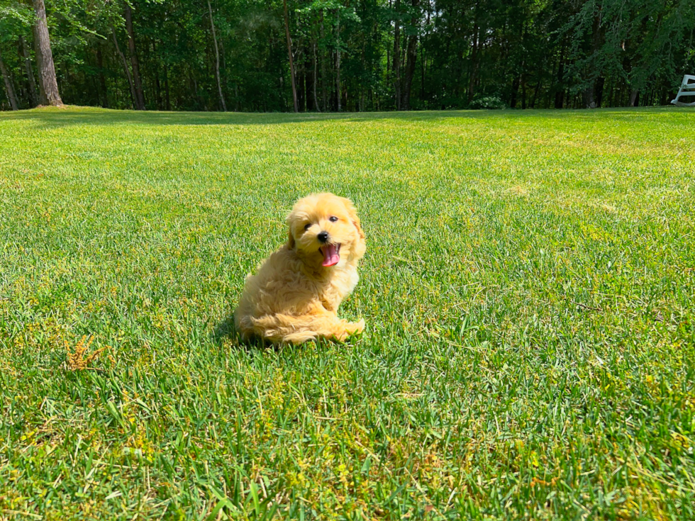 Cute Maltipoo Poodle Mix Pup