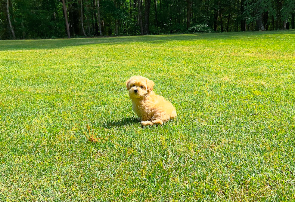 Best Maltipoo Baby