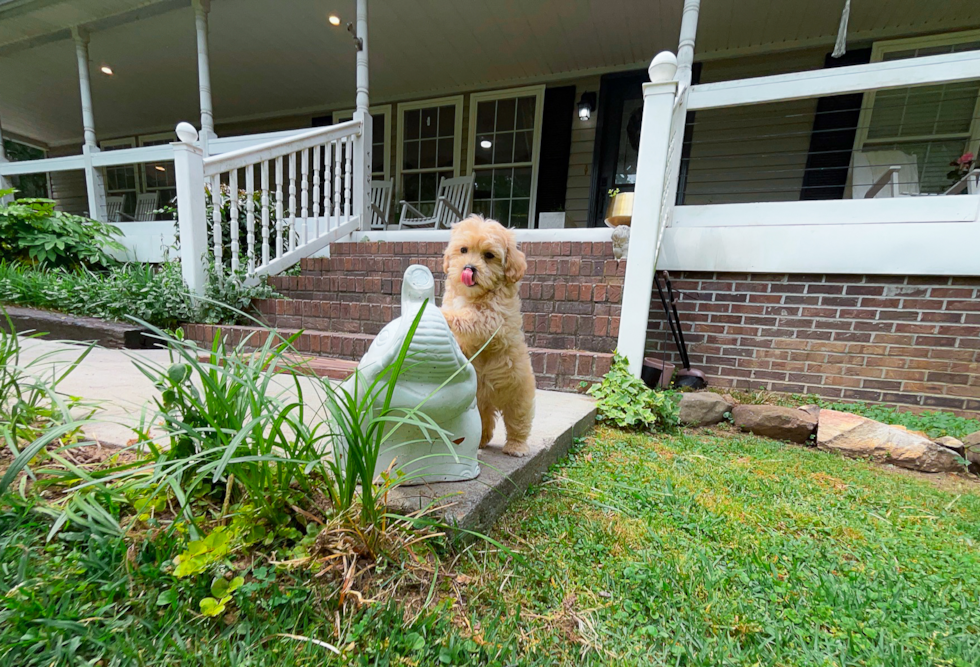 Best Maltipoo Baby