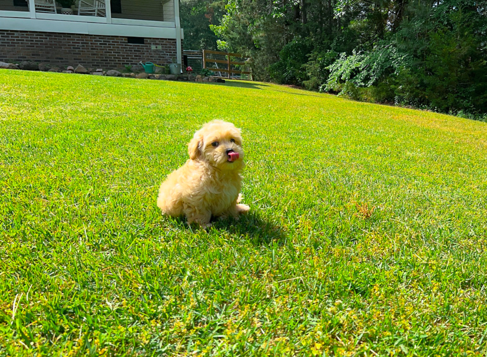 Cute Maltipoo Baby
