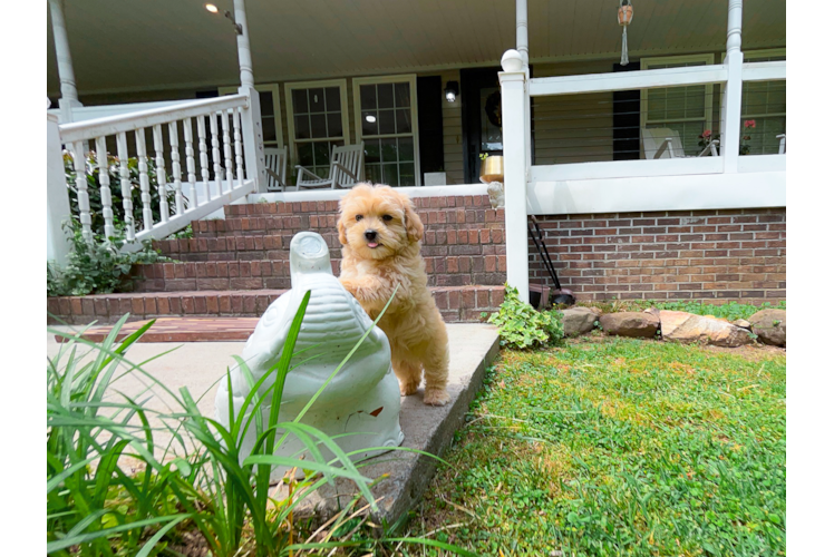Cute Maltipoo Baby