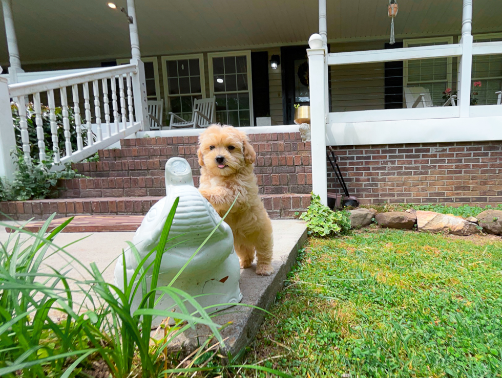 Cute Maltipoo Baby