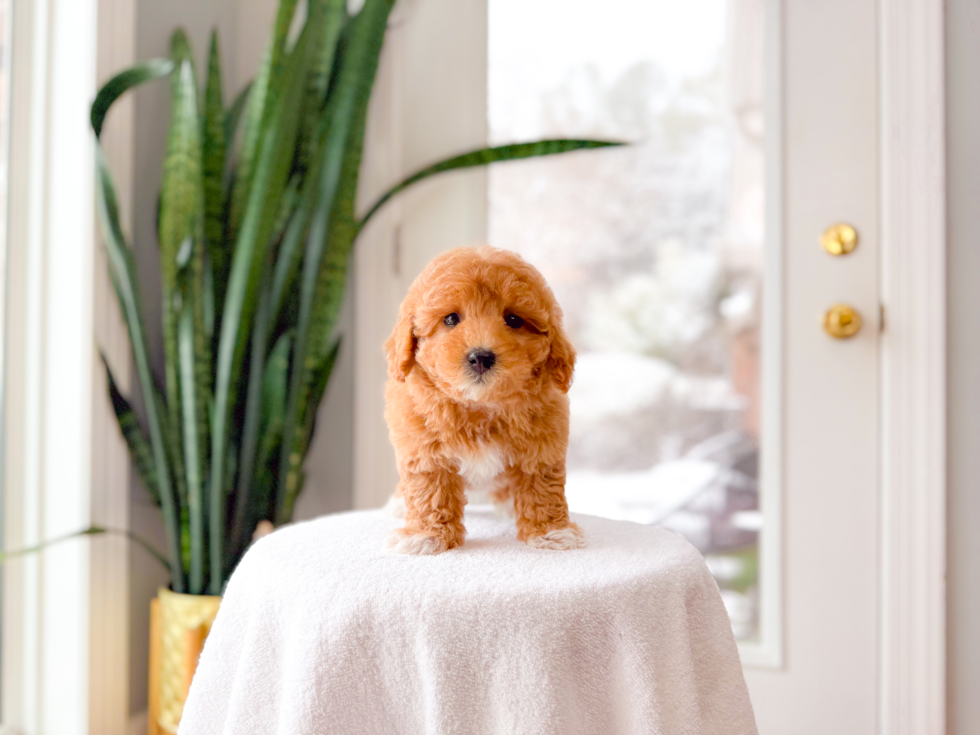 Cute Maltipoo Poodle Mix Pup