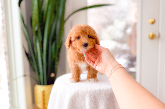 Maltipoo Pup Being Cute