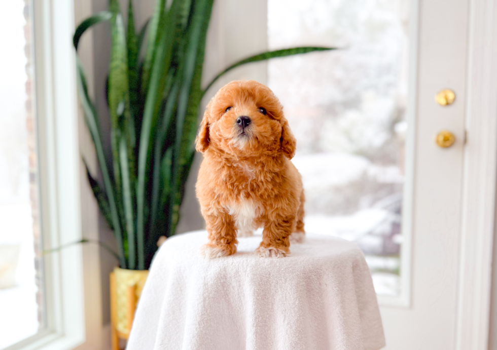 Maltipoo Puppy for Adoption