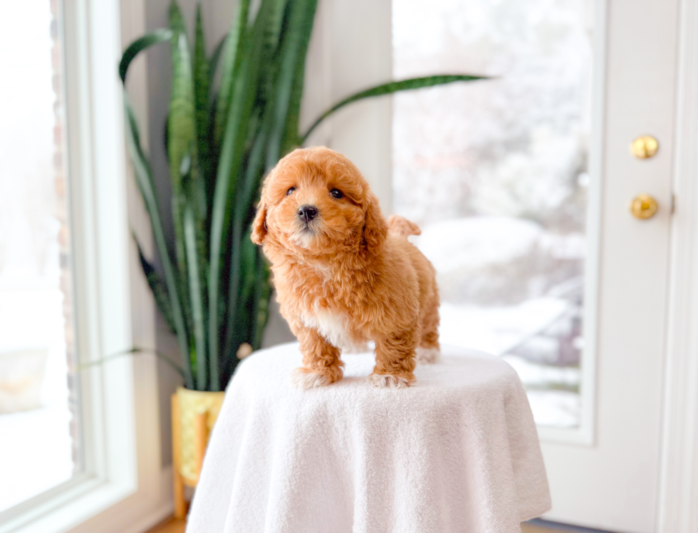 Maltipoo Pup Being Cute