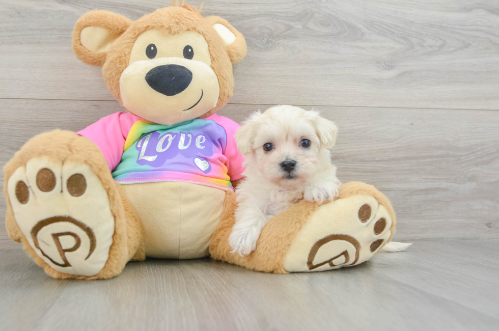 7 week old Maltipoo Puppy For Sale - Simply Southern Pups